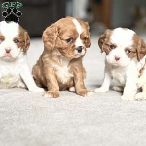 Chip, Cavalier King Charles Spaniel Puppy